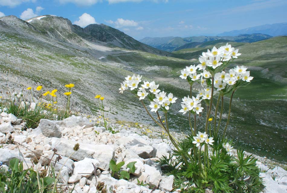 Piante interassanti  P. Naz. d''Abruzzo 2